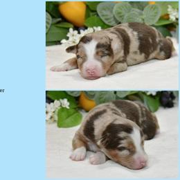 Major - Red merle male Australian Shepherd puppy in Ranger, Texas from Outback Mini Aussies
