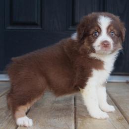 Alice - Red tri-color female Australian Shepherd puppy in Star City, Arkansas from Blush & Lace Aussie Co.