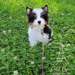 Seraphina - Black tan and white female Biewer Terrier puppy in Iva, South Carolina from Petit Bijou