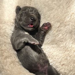 Great Dane Puppies from East Coast Great Danes