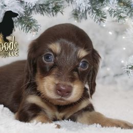 Dachshund Puppies from Piney Woods Miniature Dachshunds LLC