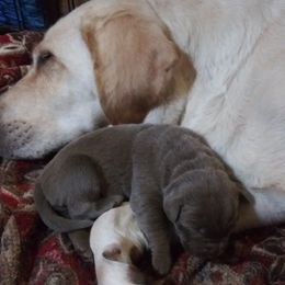 Dilute Retriever and Labrador Retriever Puppies from TLS Retrievers