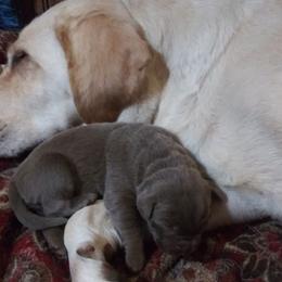 Dilute Retriever and Labrador Retriever Puppies from TLS Retrievers