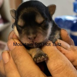 Linda - Black & tan tri-color female Morkie puppy in Taylorsville, North Carolina from Mountain Top Hot Tailz