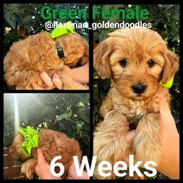 Green - Red  female Goldendoodle puppy in Upland, California from Hartman Goldendoodles
