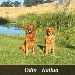 Boy - Golden male Golden Retriever puppy in Chico, California from Upper Park Goldens