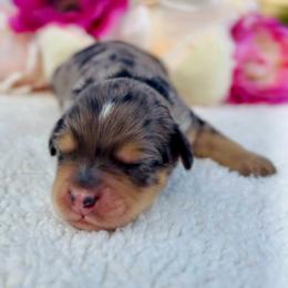 Circe - Blue merle female Aussiedoodle puppy in Norco, California from DLT MiniAussie
