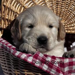 2 Scotty - Light golden male Golden Retriever puppy in Kuna, Idaho from Golden Kisses Golden Retrievers