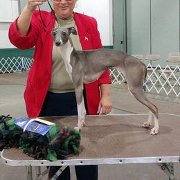 Petal - Italian Greyhound