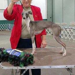 Petal - Italian Greyhound