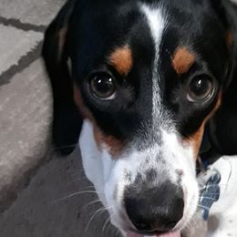 Dachshunds from Windie's Dachshunds