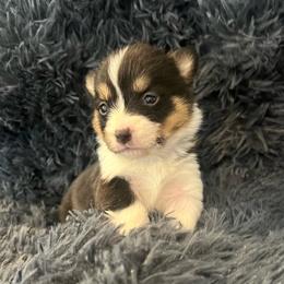 MO-F03 - Black and tan female Pembroke Welsh Corgi puppy in Stockton, Iowa from Infinity Corgis