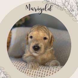 Marigold - Cream female Goldendoodle puppy in Asheboro, North Carolina from Magnolia Farm Doodles