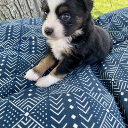 Miniature Australian Shepherds from T & E Aussies