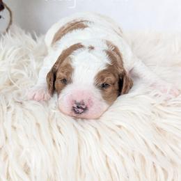 Carol - Blenheim female Cavapoo puppy in Amboy, Indiana from Wag'in Tails