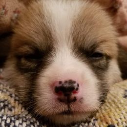 Pembroke Welsh Corgi Puppies from Iron Moss Ranch