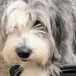 Ivy - Aussiedoodle