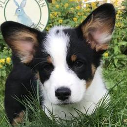 Hickory Springs Panda - Black and tan Pembroke Welsh Corgi puppy in Lima, New York from Hickory Springs Corgis