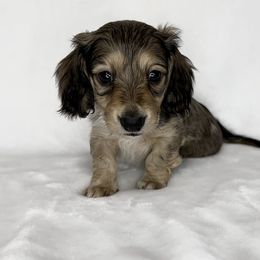 Prissy parker - Dachshund puppy in Poteau, Oklahoma from Sisters Dazzling Dachshunds