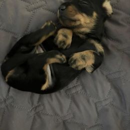 Dachshund Puppies from JP's South Texas Dachshunds