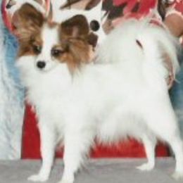 Ripley - Papillon