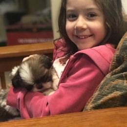 Shih Tzu Puppies from Willow Lane Shih Tzus