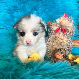 King George - Blue merle and white male American Corgi puppy in Los Lunas, New Mexico from Blue Diamond Welsh corgis