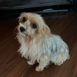 Lety - Yorkshire Terrier