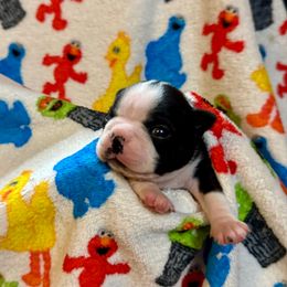 Tater - Seal and white male Boston Terrier puppy in Philippi, West Virginia from Benders Boston’s