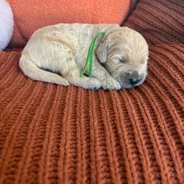 Green - Cream male Goldendoodle puppy in Brooksville, Florida from Abby’s Standard Goldendoodles
