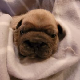 French Bulldog Puppies from 4 Leaf Frenchies