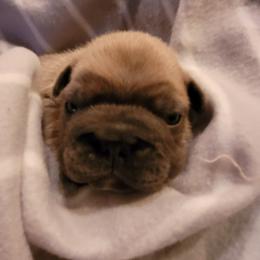 French Bulldog Puppies from 4 Leaf Frenchies