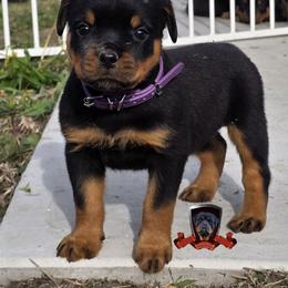 Rottweiler Puppies from Spoon River Rottweilers