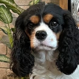 Cavalier King Charles Spaniels and English Toy Spaniels from Timber Star Spaniels