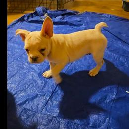Cream boy nickname tails - Cream male French Bulldog puppy in Columbus, Ohio from Northgate Frenchies