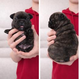 Macadamia ( Big Mac) - Brindle and white male French Bulldog puppy in Tenino, Washington from Barkumentary Bulldogs (frenchie breeder)
