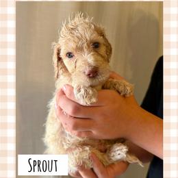 Sprout - Cream male Poodle puppy in Surprise, Arizona from Oh Doodles Doodlery