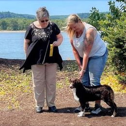 Australian Shepherd All Grown Up from BWild Australian Shepherds