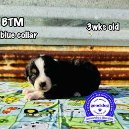 Blue collar - Black tri-color male Australian Shepherd puppy in Greenville, Texas from Amandas Aussies