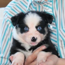 Sister - Black tri female Miniature Australian Shepherd puppy in Goliad, Texas from Sassy Lil Aussies and Diamond W Poodles