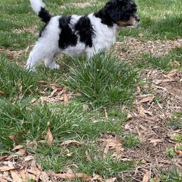 Bernedoodle and Goldendoodle Puppies from Paws 4 Doodles, LLC