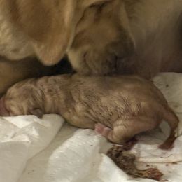 Mistletoe - Yellow female Labrador Retriever puppy in Dixon, California from Rosslyn Labradors (Rose-Line)