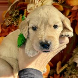 Green male - Golden male Golden Retriever puppy in Sandy, Utah from North Star Goldens
