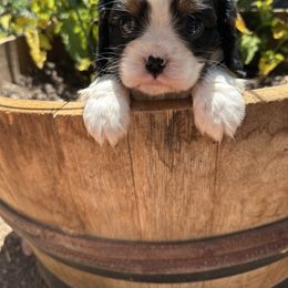 Maximilian - Tri-color male Cavalier King Charles Spaniel puppy in California from Tinkerpups