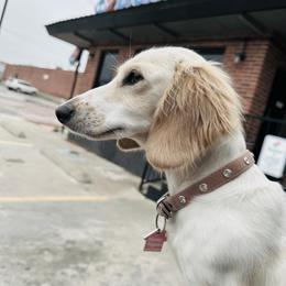 Tay (spayed) - Piebald female Dachshund puppy in Pauls Valley, Oklahoma from Simply Happy Dachshunds