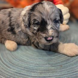 Boy 2 - Blue merle male Aussiedoodle puppy in Mouth Of Wilson, Virginia from Holly Ridge Aussies, Aussiedoodles & Corgis