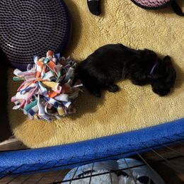 Glen of Imaal Terrier Puppies from Jake's Kennels