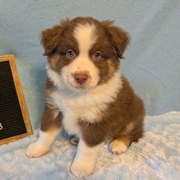 Boy 5 - Red tri-color male Miniature American Shepherd puppy in Valparaiso, Indiana from Wigglebutt