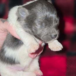 Stormy - Blue parti female Pomeranian puppy in Gun Barrel City, Texas from Petite Poms