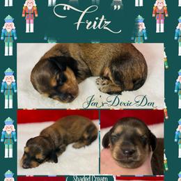 Fritz - The Nutcracker Litter - Cream male Dachshund puppy in Pensacola, Florida from Jen's Doxie Den